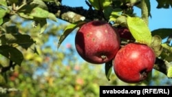 Ілюстрацыйнае фота