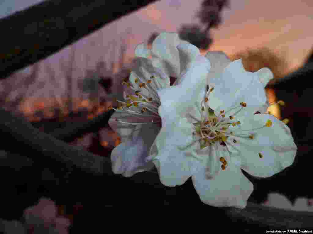 Өрүк кан басымды турукташтырып, жүрөктүн согушуна, аз кандуулукка да пайда алып келет деп эсептелет.