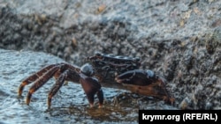 Краб. Иллюстрация.