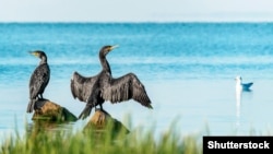 Птахи на Каховському водосховищі, архівне фото