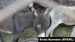 Ослы на ферме в Ошской области Кыргызстана. Сентябрь 2015 года.