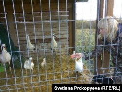 Кормить аистов нужно один раз в день