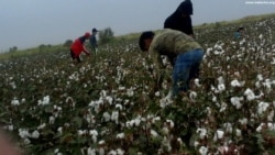 Diňle: Lebaply býujet işgärlerine 20-nji awgustdan pagta ýygymyna çekiljekdikleri duýduryldy