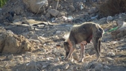 Çoganlydaky öýsüz bir it