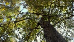 Ореховые леса в Арстанбабе.