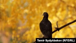 Иллюстрациялык сүрөт.