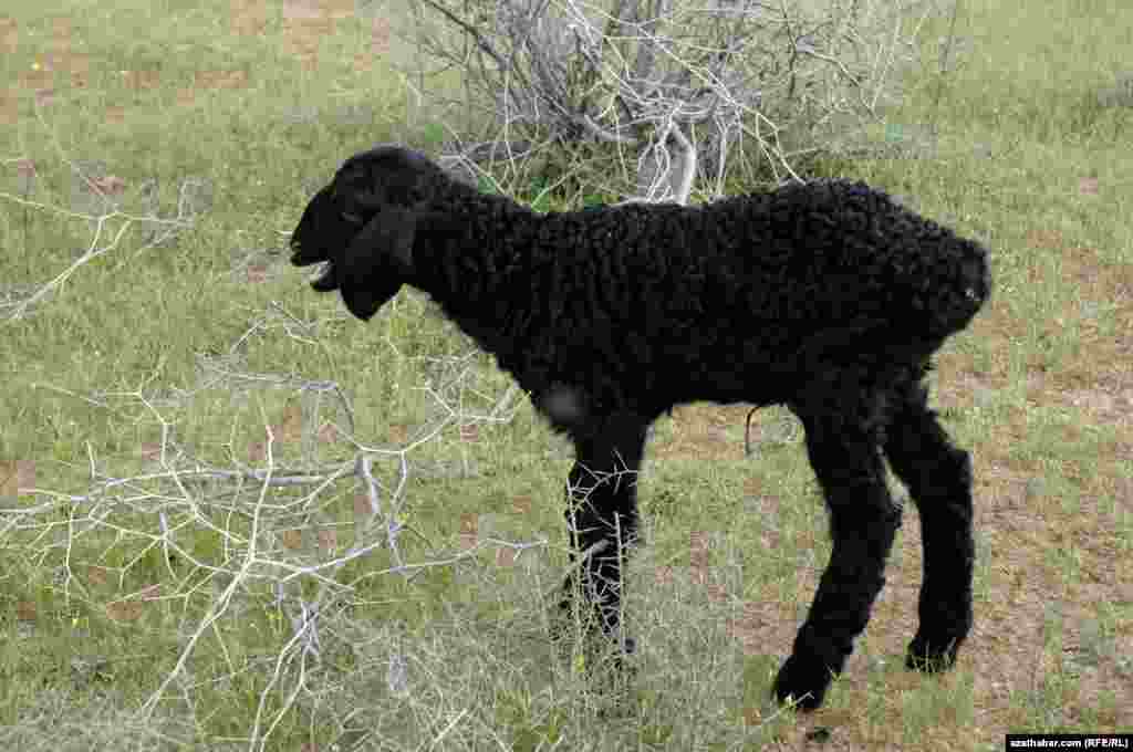 Ягненок&nbsp;