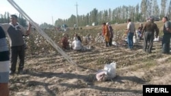 Пахта теримге чыккандар