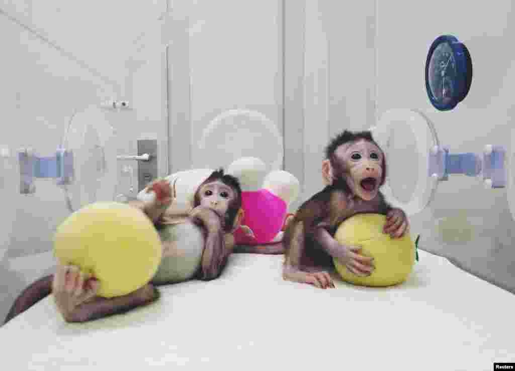 За словами вчених, клоновані макаки зараз їдять з пляшечки і нормально розвиваються. У найближчі місяці вчені планують створити нових клонованих мавп