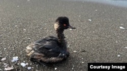Птах, забруднений мазутом. Ілюстративне фото