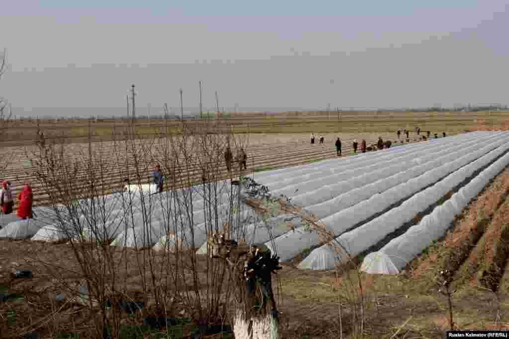 Бул 3 гектар жер фермер Алмаз Төрөкановго таандык. Ал жерде болгар калемпири менен помидор өстүрөт. &nbsp;