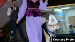 Көргөзмөнүн көрүнүшү. 