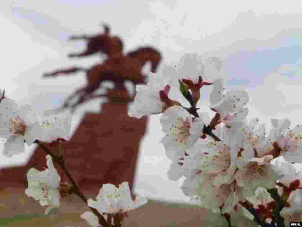 Абрикосовый Баткен #7