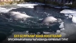 Орусия: капастагы косатка