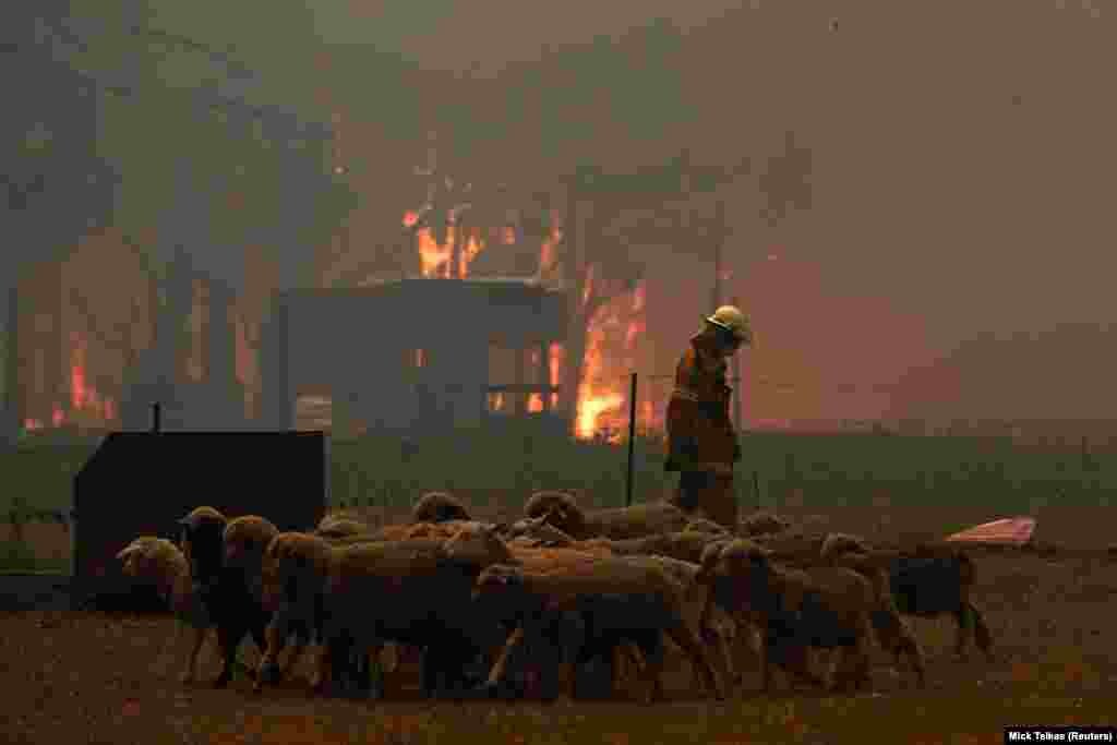 Спасатель гонит овец, которые находились в загоне, подальше от приближающегося огня.&nbsp; Жители населенных пунктов, к которым подбирались пожары, вынуждены были экстренно оставлять свои дома. По официальным данным, в одном только штате Виктория были эвакуированы 67 тысяч человек.