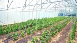 Farapda käbir ýyladyşhanalaryň gaz üpjünçiligi kesildi