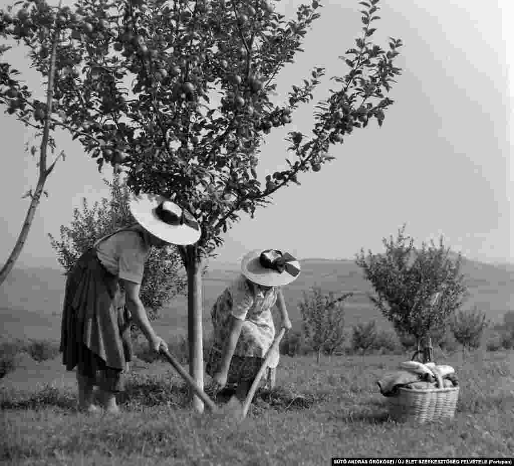 Women working on a collective fruit farm in Transylvania in 1962.