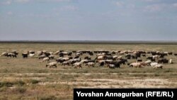 Illýustrasiýa suraty.