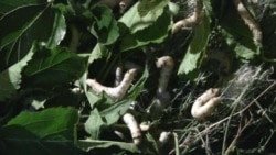 Ýüpek gurçuklaryny idetmek üçin, işgärlerden pul toplanýar