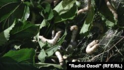 Личинки шелкопряда 