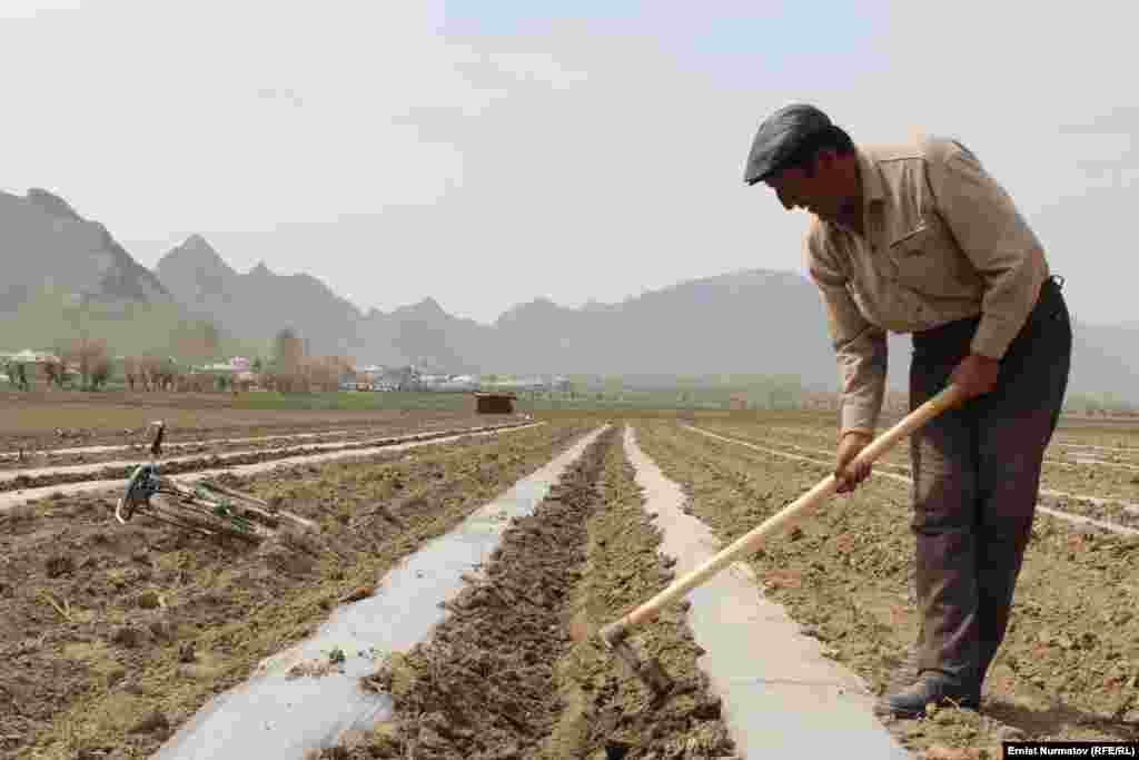 Хлопчатника в этом году планируется посадить &ndash; 27,5 тыс.га, или меньше на 3,4 тыс.га прошлого года