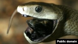 Чорна мамба