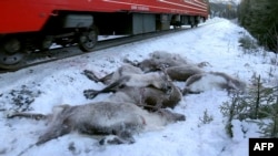 Северная Норвегия. Погибшие северные олени возле железнодорожного полотна.