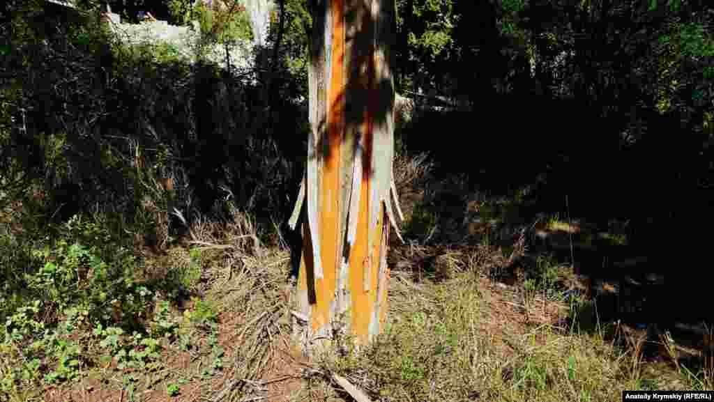 На кипарисах, що ростуть на кладовищі, невідомі обдирають кору. За словами місцевих жителів, це робиться спеціально, щоб дерево з часом загинуло і його можна було спиляти під корінь