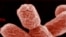 "Портрет" смертельно опасной бактерии E.coli