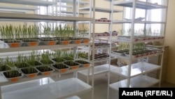 Лаборатория киштәләре