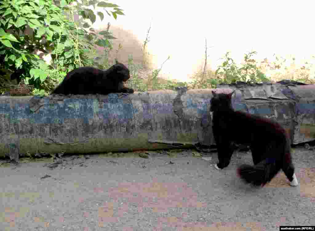 Idegsiz pişikler,&nbsp;Aşgabadyň 10-njy etrapçasy.&nbsp;