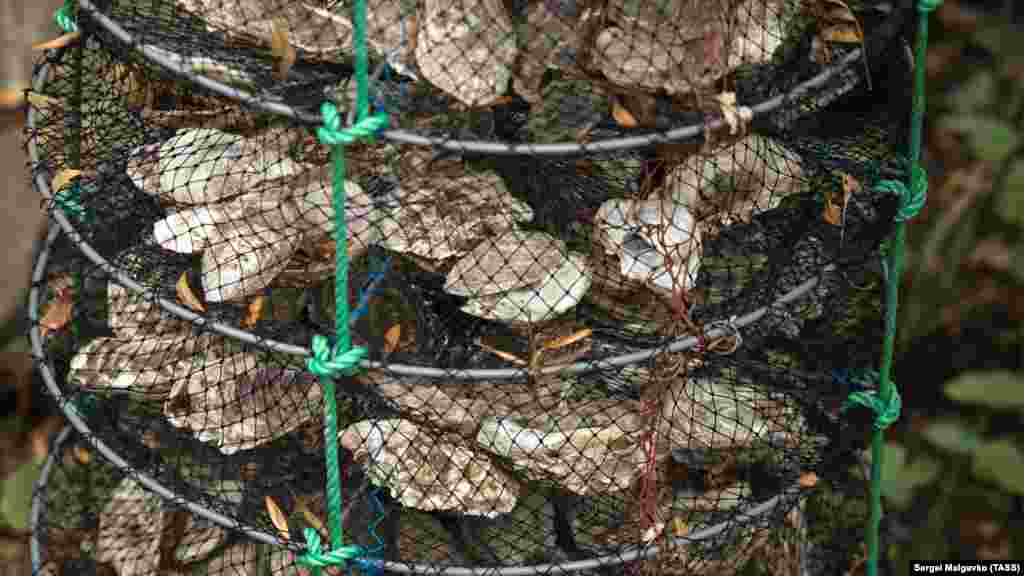 Устриць на фермі виловлюють за допомогою ятеря &ndash; кошика з сітки з обручами всередині