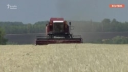 Fermer: 'Sovet vaxtı bundan iki dəfə artıq buğda götürürdük'