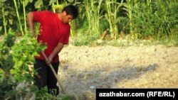 Oba ýaşaýjysy, Türkmenistanyň Lebap welaýaty 