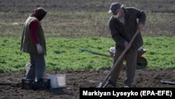 За останній тиждень ціни на овочі, у тому числі борщового набору, знизилися, повідомив НБУ