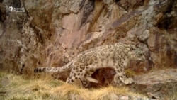 Кыргызстанда илбирске санак жүрүүдө