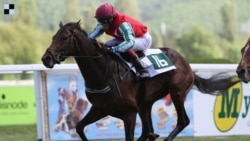 Тренер  Арслангирей Шавуев - о конюшне Рамзана Кадырова в Чехии, попавшей под санкции