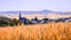 Тест: Бер генә сәгатькә