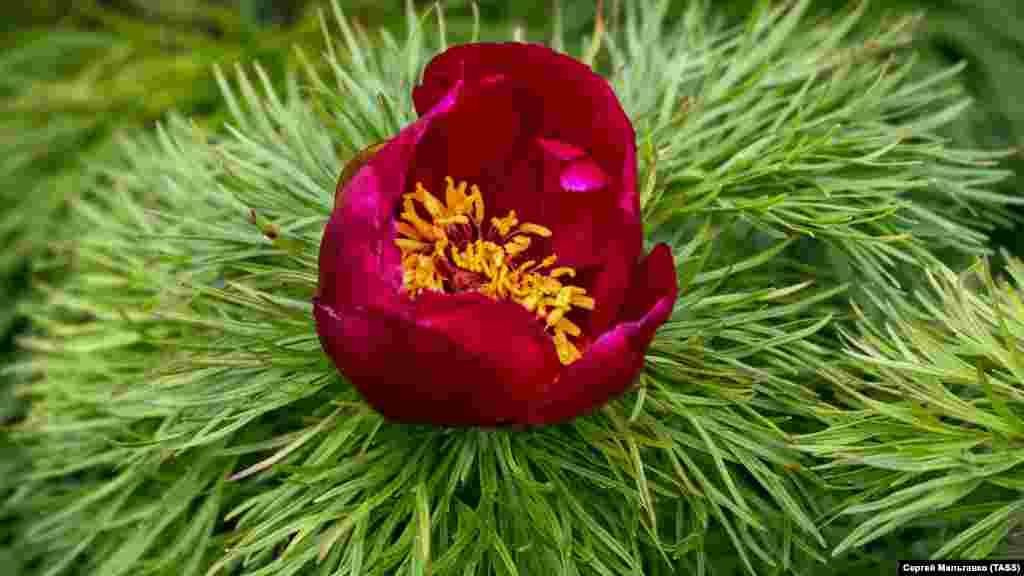 Кожної весни кримські степи і схили гір вкриваються строкатими килимами квітів. Влітку на півострові вже не побачити такого розмаїття фарб: під палючим південним сонцем зелень в&#39;яне. Зараз на схилах пагорбів на південній околиці Сімферополя зацвіли дикі гірські півонії. Рослини занесені до Червоної Книги