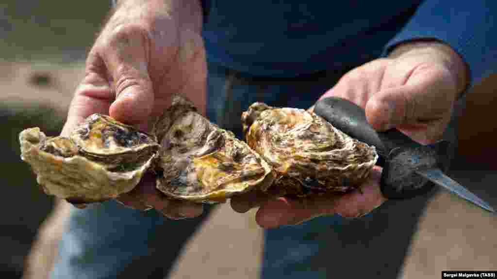 Обробляють устриць спеціальним ножем з короткою ручкою і товстим лезом. За словами Сергія Кулика, кожен молюск пропускає через себе до 60 літрів води на добу, тому якість води безпосередньо впливає на смак морепродуктів. Більше &ndash; у фотогалереї