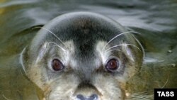 Чтобы получилась хорошая шапка, детеныша тюленя надо убить, пока он не посерел