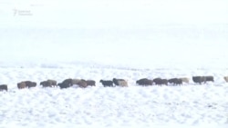 Мал издеп тоңуп калган жигиттер