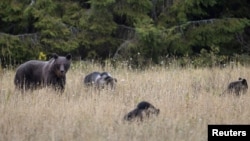 Мядзьведзі ў Бярэзінскім запаведніку, архіўнае фота
