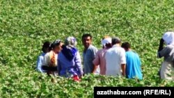 Сбор хлопка в Туркменистане (архивное фото)