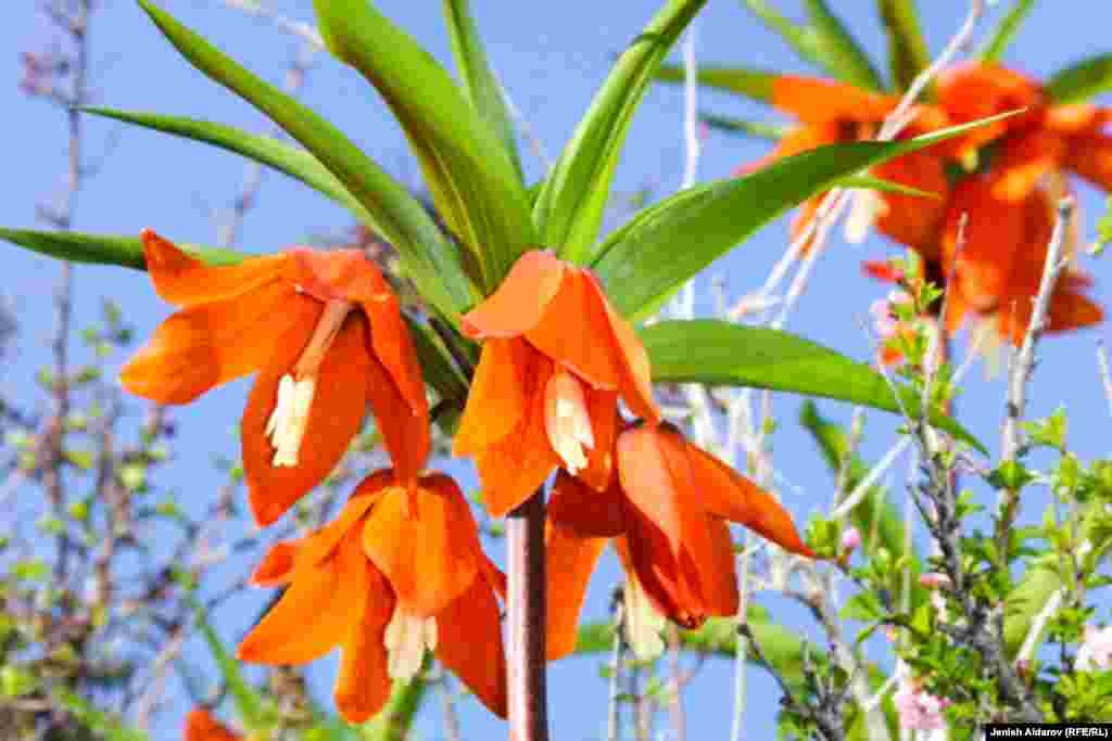 Ажайып гүл Кыргызстандын Баткен облусунда, Ооганстандын түндүгүндө жана Индиянын Кашмир аймагында гана өсөт.