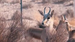 Жейрендер жер кыртышын сактайт