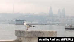 Баку (иллюстрация)