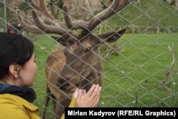 Нарынские маралы.