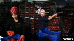 Түркиядан Орусияга помидор алып келүүгө тыюу салынды.