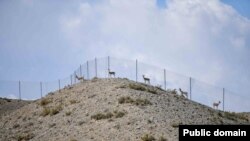 Ысык-Көлдө багылып жаткан жейрендерю